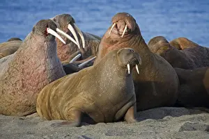 Odobenus: Walruses (Odobenus rosmarus) at walrus colony on