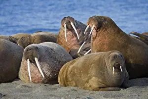 Odobenus: Walruses (Odobenus rosmarus) at walrus colony on