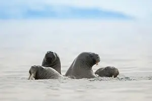 Walruses: Walruses (Odobenus rosmarus) in the water, Svalbard