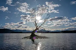 Wanaka: That Wanaka Tree