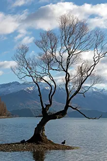 Wanaka: That Wanaka Tree