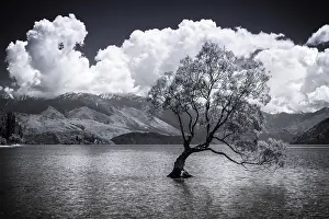 Wanaka: The Wanaka tree, Lake Wanaka, Otago, South Island