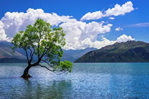 Wanaka: The Wanaka tree, Lake Wanaka, Otago, South Island