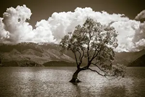 Monochrome: The Wanaka tree, Lake Wanaka, Otago, South Island