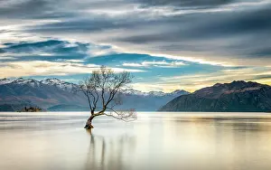 Wanaka: Wanaka tree, single tree standing in the water of