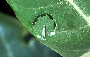 Wanderer: Wanderer Butterfly - Caterpillar