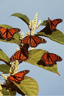 Monarch: Wanderer / Milkweed / Monarch Butterflies - six, on plant