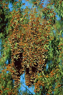 Wanderer: Wanderer / Monarch Butterfly - massed during winter