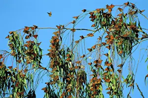 Wanderer: Wanderer / Monarch Butterfly - Winter migration