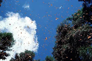 Wanderer: Wanderer / Monarch / Milkweed Butterflies