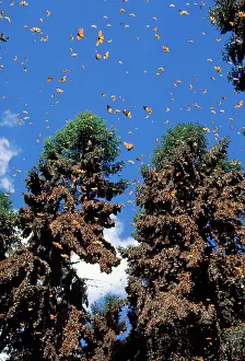Wanderer: Wanderer / Monarch / Milkweed Butterflies