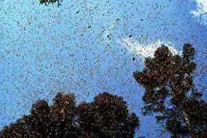 Wanderer: Wanderer / Monarch / Milkweed Butterflies