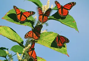 Wanderer: Wanderer / Monarch / Milkweed Butterflies