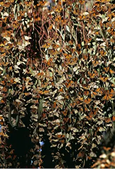 Communities: Wanderer / Monarch / Milkweed Butterflies