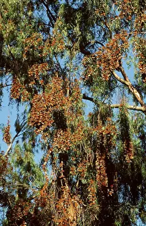 Monarch: Wanderer / Monarch / Milkweed Butterflies - overwintering