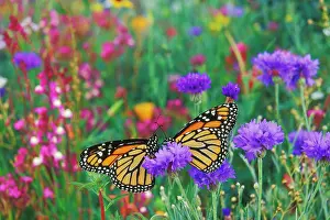 Cornflowers: Wanderer / MONARCH / Milkweed Butterflies - resting