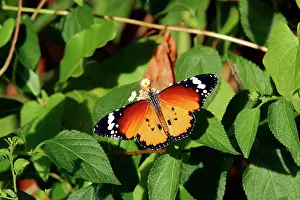 Wanderer: Wanderer / MONARCH / Milkweed Butterfly