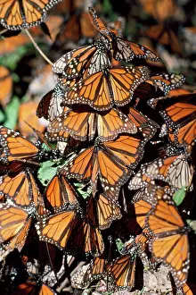 Wanderer: Wanderer / Monarch / Milkweed Butterfly