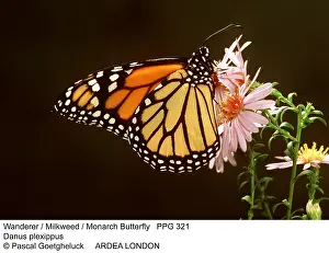 Wanderer: Wanderer / Monarch / Milkweed Butterfly