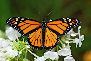 Wanderer: Wanderer / MONARCH / Milkweed Butterfly