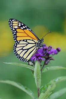 Wanderer: Wanderer / MONARCH / Milkweed Butterfly