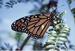 Monarch: Wanderer / Monarch / Milkweed Butterfly