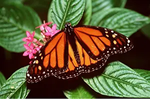 Monarch: Wanderer / Monarch / Milkweed Butterfly