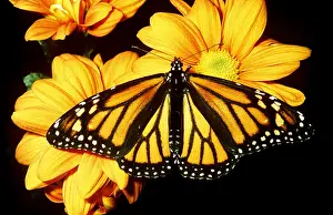 Monarch: Wanderer / Monarch / Milkweed Butterfly