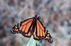 Monarch: Wanderer / Monarch / Milkweed Butterfly