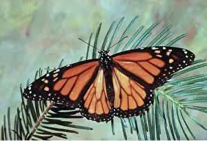 Monarch: Wanderer / Monarch / Milkweed Butterfly