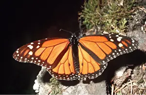 Monarch: Wanderer / Monarch / Milkweed Butterfly
