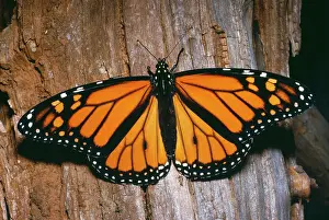 Monarch: Wanderer / Monarch / Milkweed BUTTERFLY - during