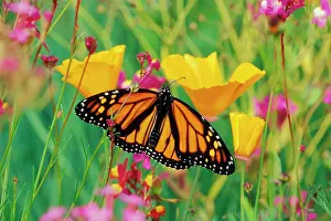 Monarchs: Wanderer / MONARCH / Milkweed Butterfly - on california