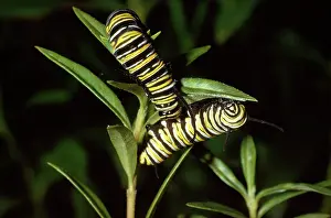 Wanderer: Wanderer / Monarch / Milkweed Butterfly - caterpillar