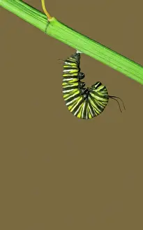 Wanderer: Wanderer / MONARCH / Milkweed Butterfly Caterpillar