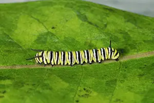 Wanderer: Wanderer / MONARCH / Milkweed Butterfly Caterpillar