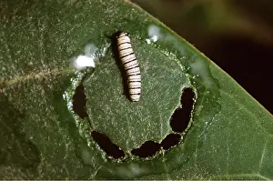 Monarch: Wanderer / Monarch / Milkweed Butterfly - caterpillar