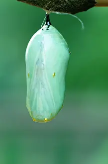 Wanderer: Wanderer / Monarch / Milkweed Butterfly - chrysalis