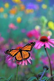 Coneflowers: Wanderer / MONARCH / Milkweed Butterfly - on coneflower
