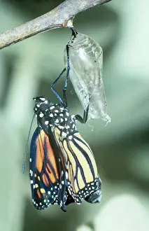 Wanderer: Wanderer / Monarch / Milkweed Butterfly - emerging
