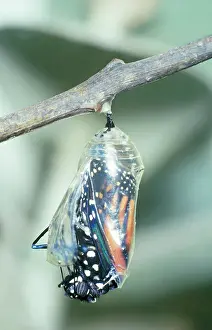 Wanderer: Wanderer / Monarch / Milkweed Butterfly - emerging