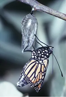 Monarch: Wanderer / Monarch / Milkweed Butterfly - emerging