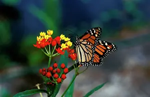 Wanderer: Wanderer / MONARCH / Milkweed Butterfly - feeding