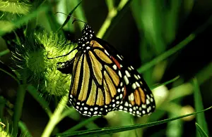 Wanderer: Wanderer / MONARCH / Milkweed Butterfly - female