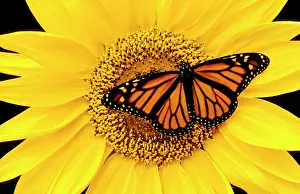 Wanderer: Wanderer / MONARCH / Milkweed Butterfly - female