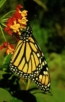 Wanderer: Wanderer / MONARCH / Milkweed Butterfly - female