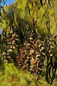 Wanderers: Wanderer / Monarch / Milkweed Butterfly - Flock