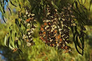 Wanderers: Wanderer / Monarch / Milkweed Butterfly - Flock