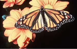 Monarch: Wanderer / Monarch / Milkweed Butterfly - on flower