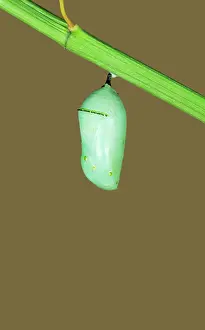 Wanderer: Wanderer / MONARCH / Milkweed Butterfly - Hatching